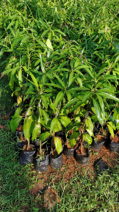 MALLIKA MANGO Fruit plants (grafting)