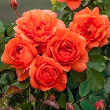 Climbing Rose (Orange) Flower Plants