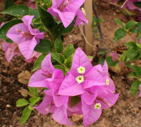 BOUGAINVILLEA FLOWERING PLANT (FORMUSA)