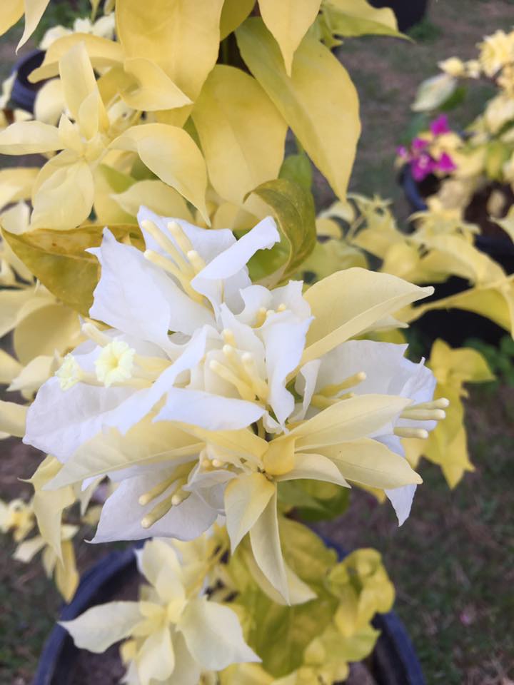 Albino White Bougainvillea