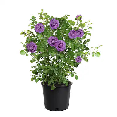 HYBRID ROSE FLOWERS PLANTS (PURPLE) (GRAFTED)