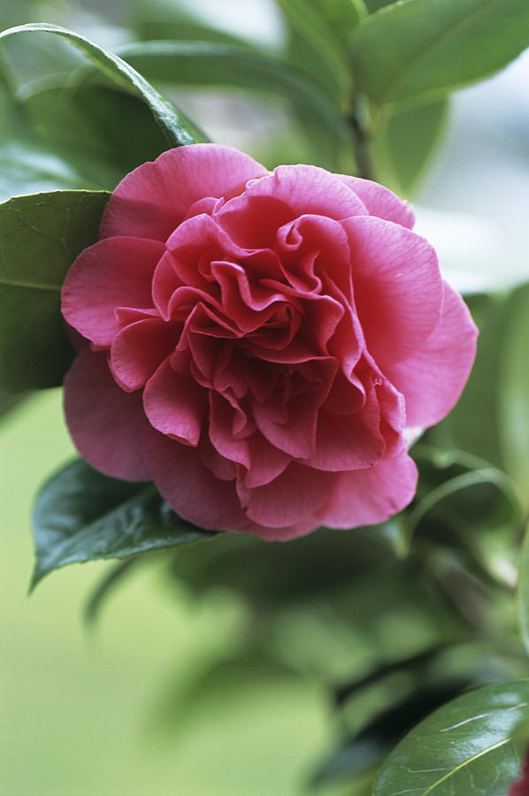 CAMELLIA FLOWERS PLANTS (THOKA)