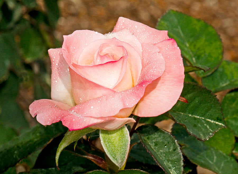 Rose flowers plants (Bridal Pink)