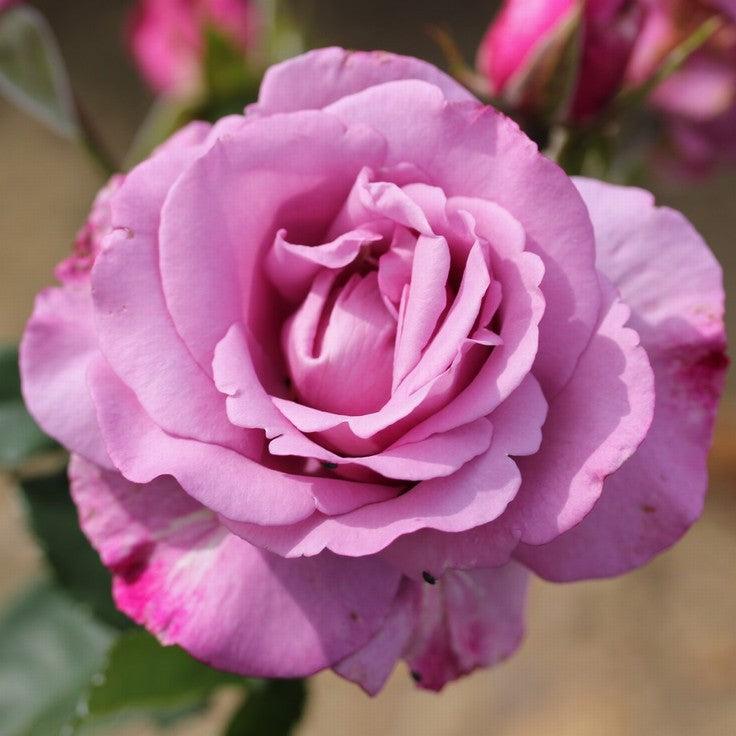 HYBRID ROSE FLOWERS PLANTS (LIGHT PURPLE) GRAFTED