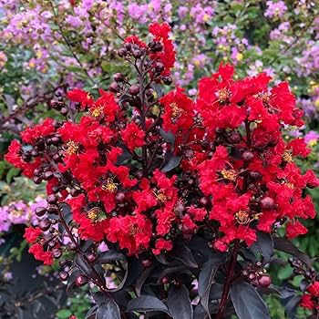 (Red) Furush  Flower Plant