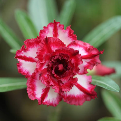 ROSY VARIETY GRAFTED ADENIUM (White & Red)