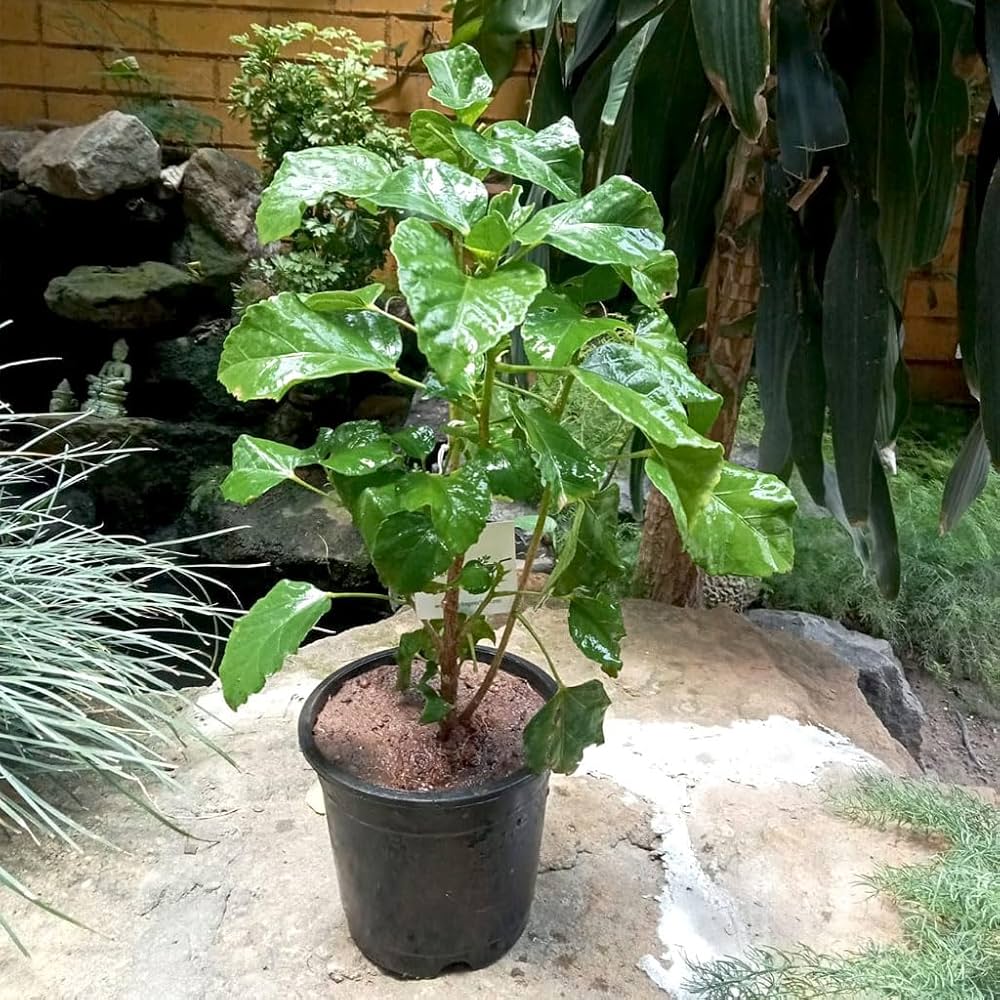 Hibiscus Flowers plants