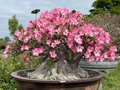 Adenium Aarabicum (Desert Rose) Flowers Plants