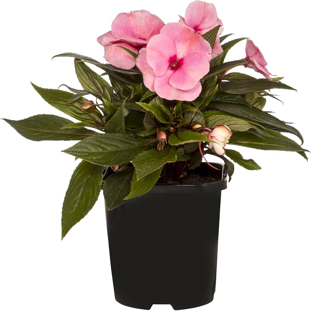 Impatiens Flowers Plants (Pink)