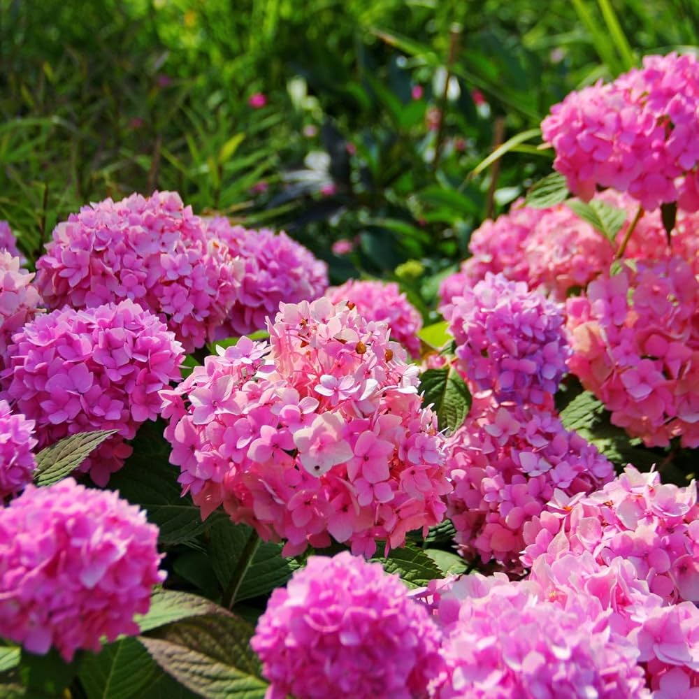 Hybrid Hydrangea Flowers plants (Pink)