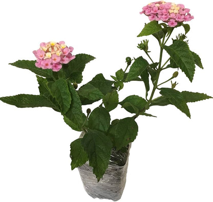 Lantana Flowers Plants ( Pink)