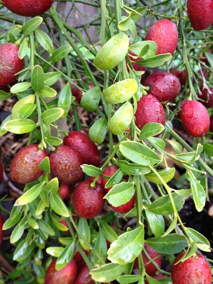 Austrelian Red Lime Fruit Plants