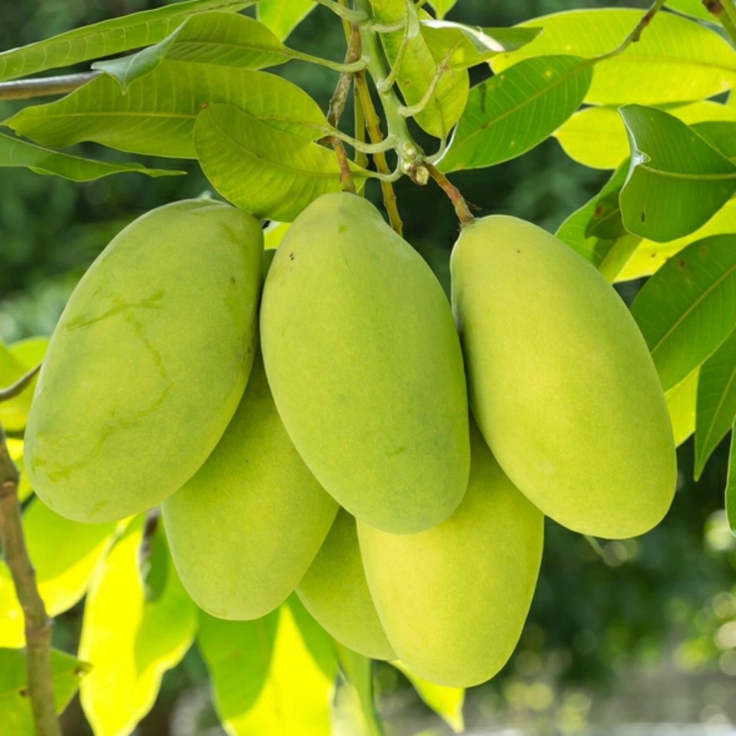 CHINNA RASALU MANGO plants (grafting)