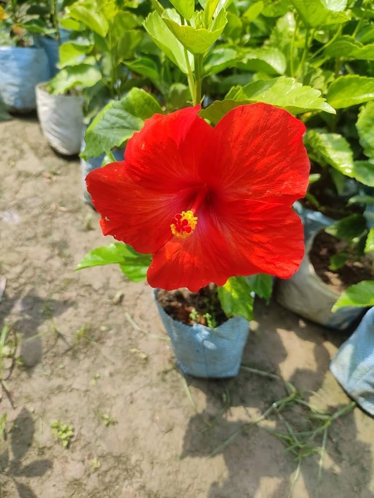 American Hibiscus Plant(Big Bize)