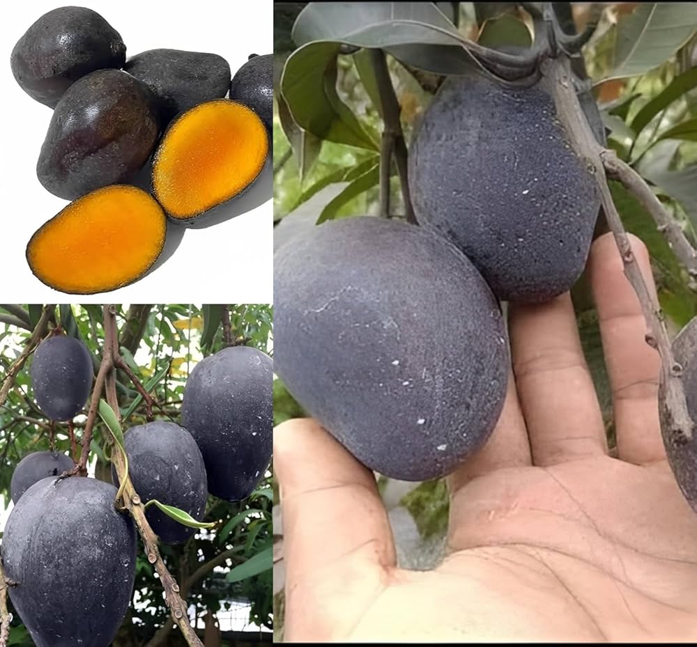 KASTURI MANGO Fruit plants (grafting)