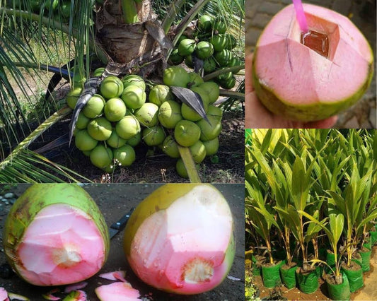 Thai Pink Coconut Fruit Plants