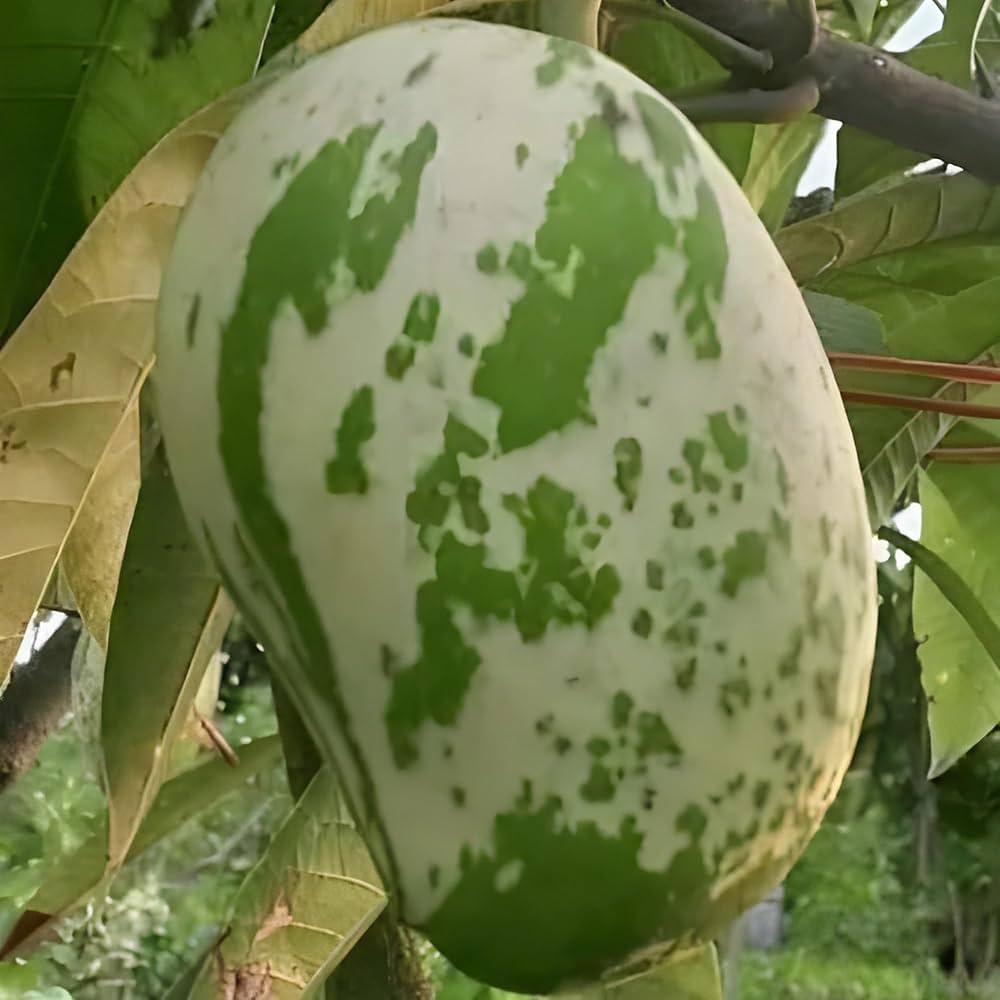 VARIEGATED MANGO Plants (Grafted)