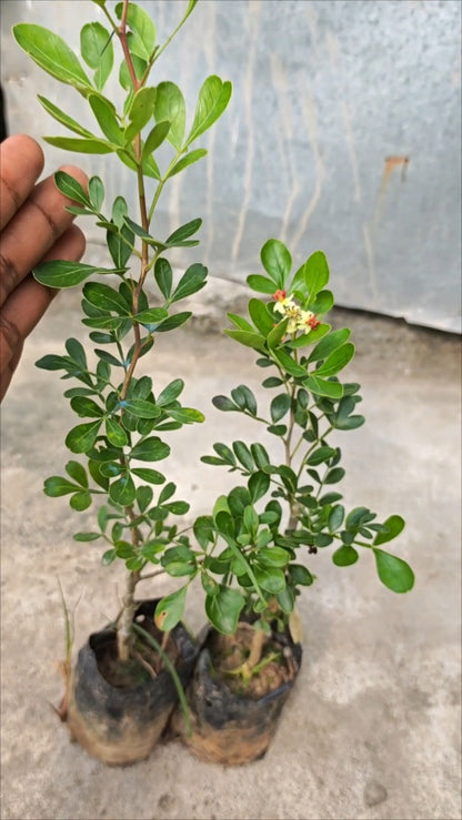 Thai Wood Apple | Feronia limonia plant