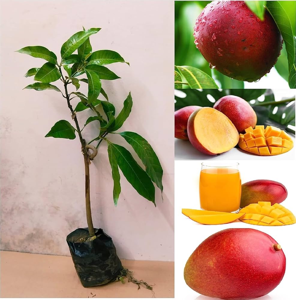 Apple Mango Grafted  fruit plant