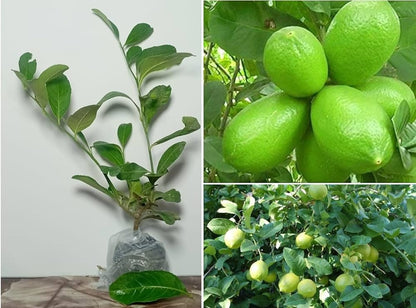 Gandharaj Lemon Fruit Plants
