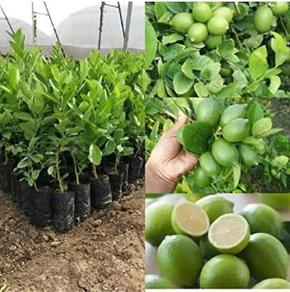 Kagaji Lemon Hybrid Plants