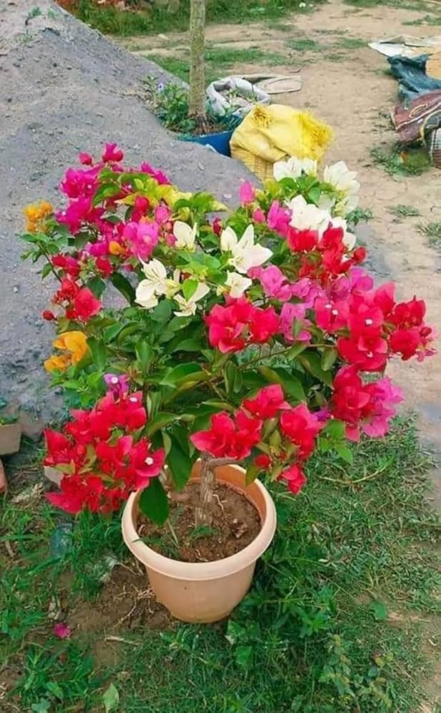 Bougainville Malti Grafted plant (1In 5-6 Colour)