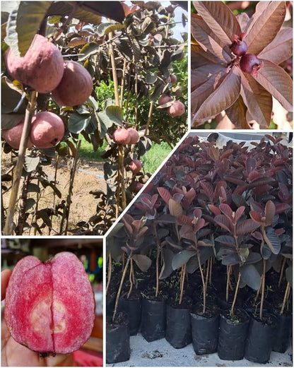 Malaysian Guava Dwarf Rere Varieties Fruit Plant