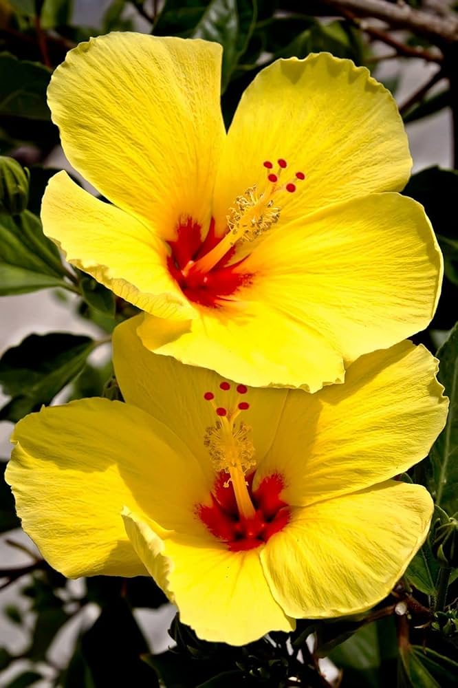 Hibiscus Flowers Plants (yellow)