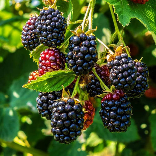 Blackberry Fruit Plant