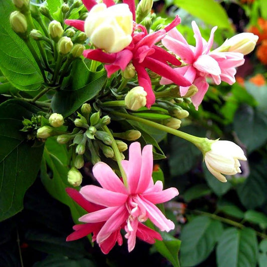 Rangoon Creeper Flowers plants