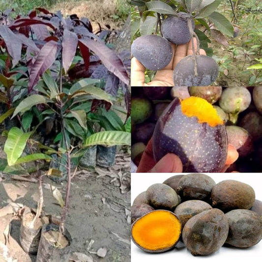 KASTURI MANGO Fruit plants (grafting)