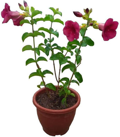 Allamanda Flower Plant (Meroon)