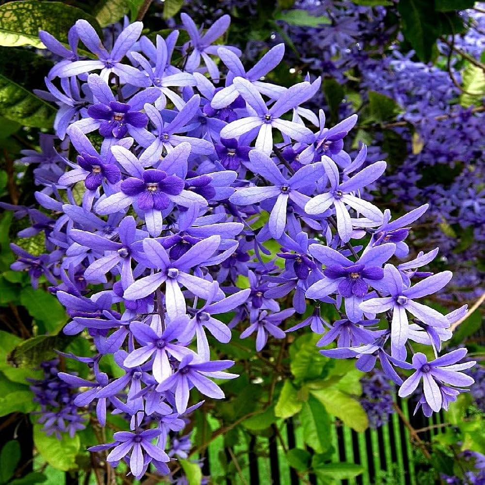 (Petrea Volubilis Volubilis) Neel Moni Lota Flowers Plants