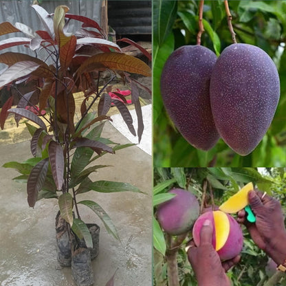 Black stone mango plant