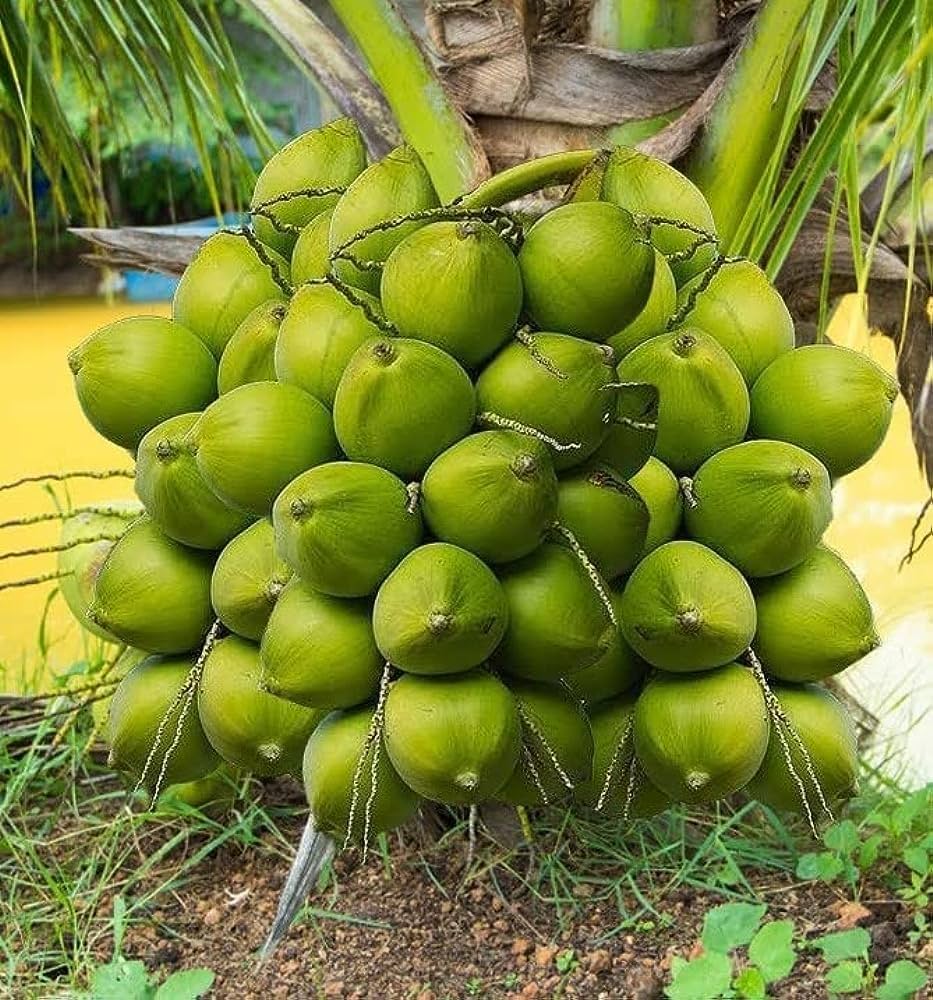 Vietnum Hybrid Coconut Fruit Plants
