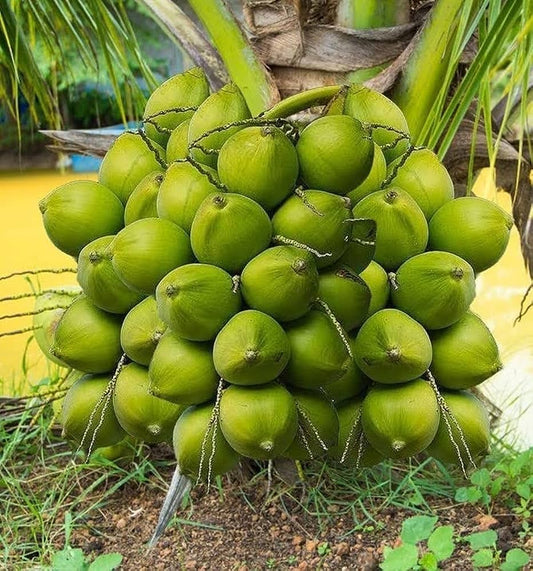 Vietnum Hybrid Coconut Fruit Plants
