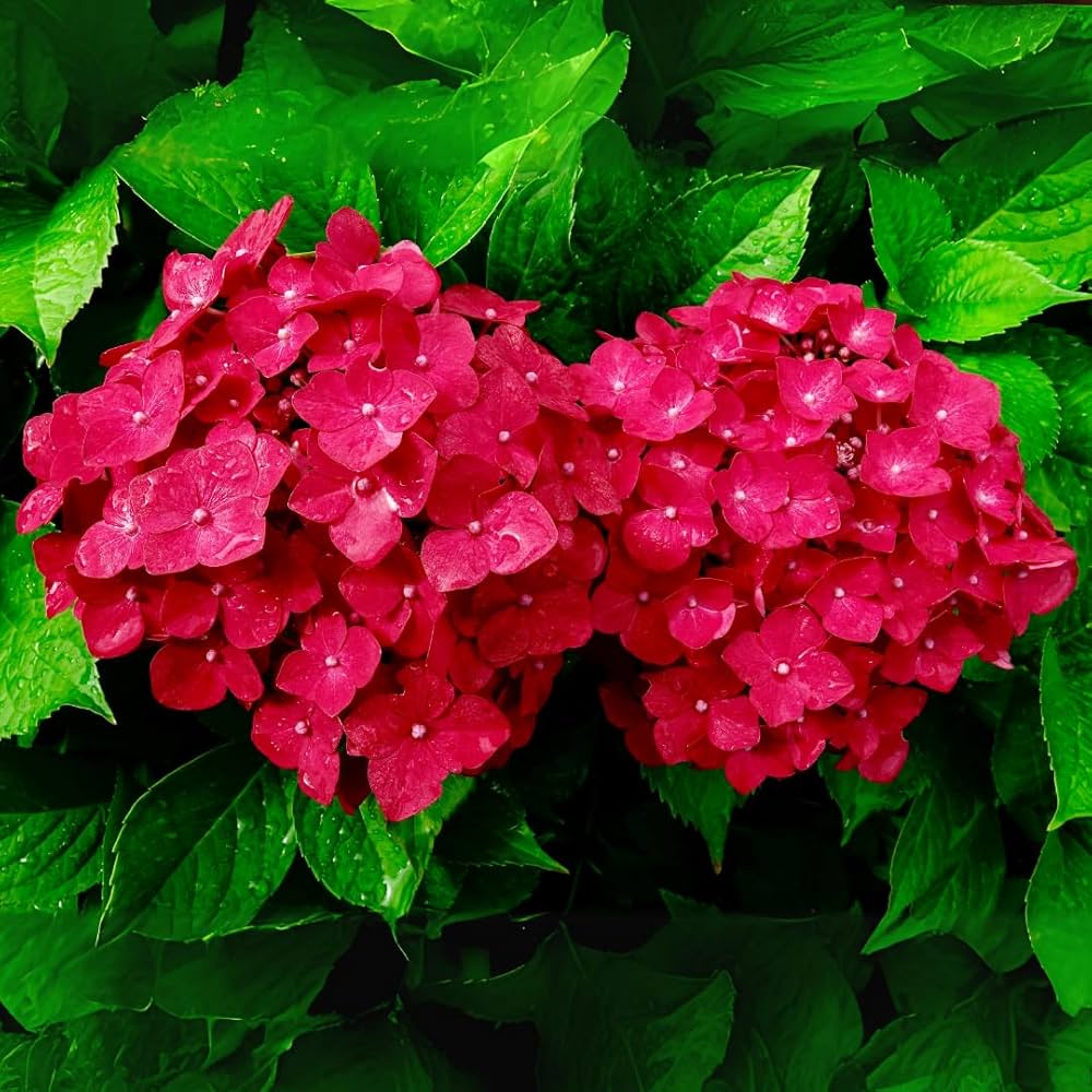 RED Hybrid Hydrangea Flowers Plants (Hybrid)