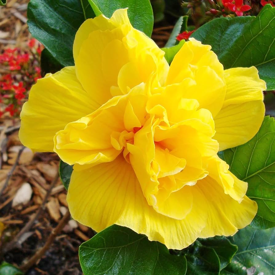 Austrilian Yellow hibiscus flowers plants