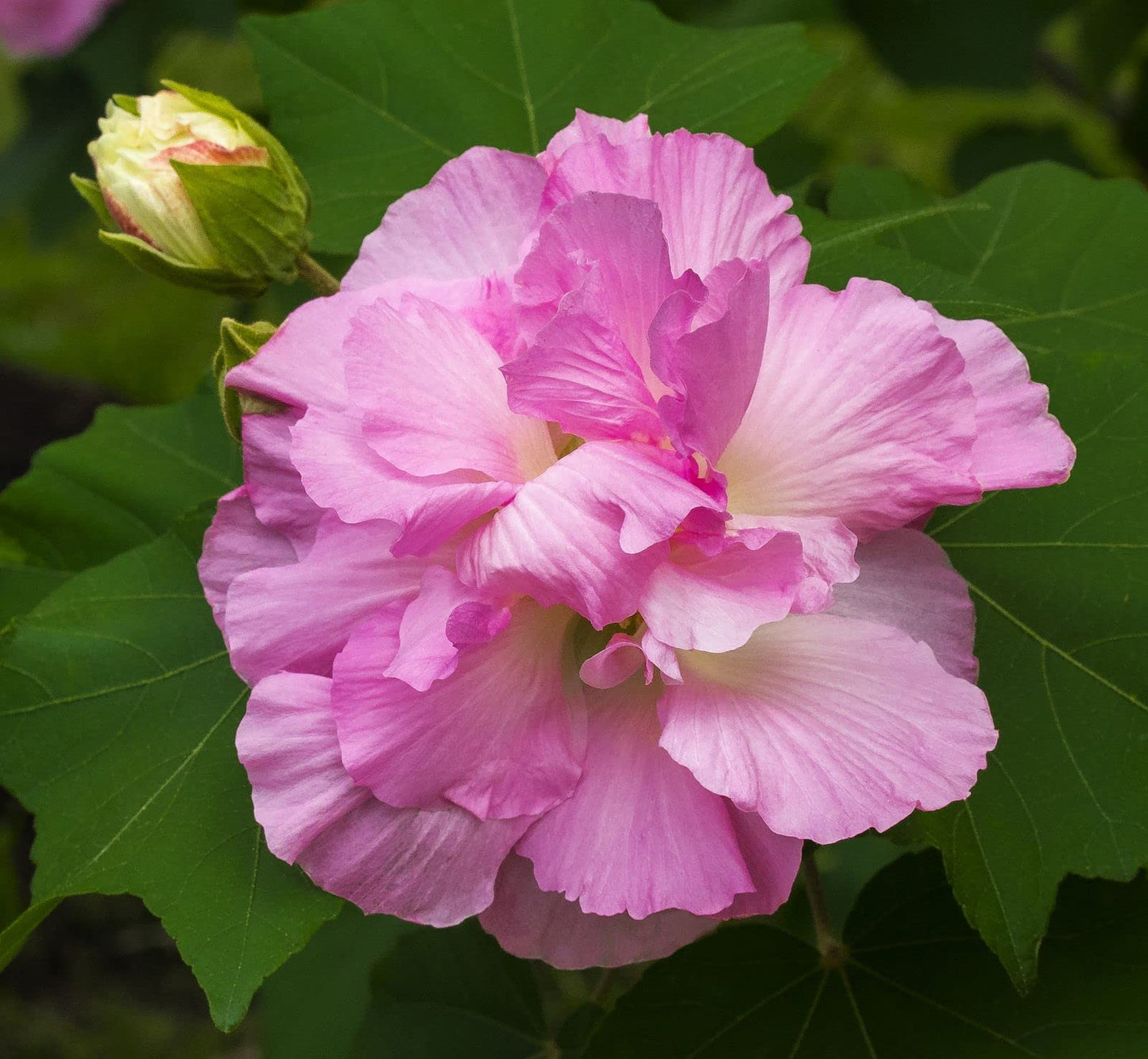 Sthal Padma Flowers Plants