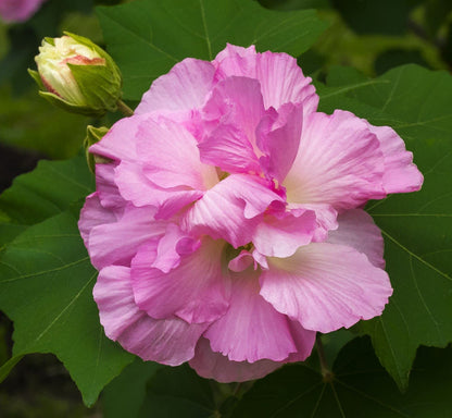 Sthal Padma Flowers Plants