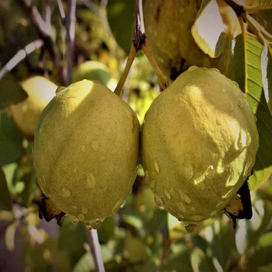 Golden 8 Guava Plant Grafted & Hybrid Plants