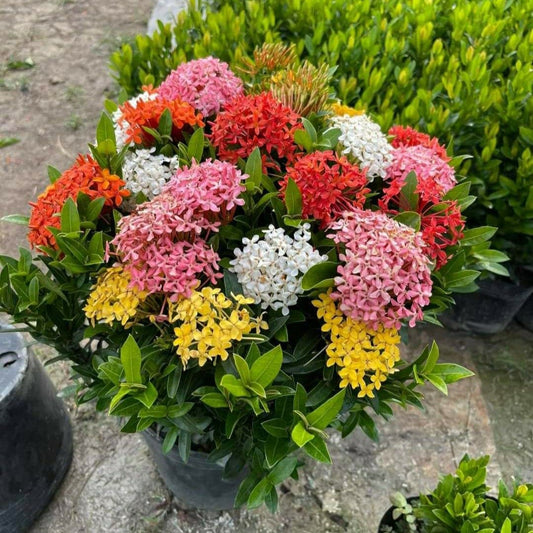 Multicolor Ixora Plant (Pack Of 1) In 4 Colour Ixora Plant