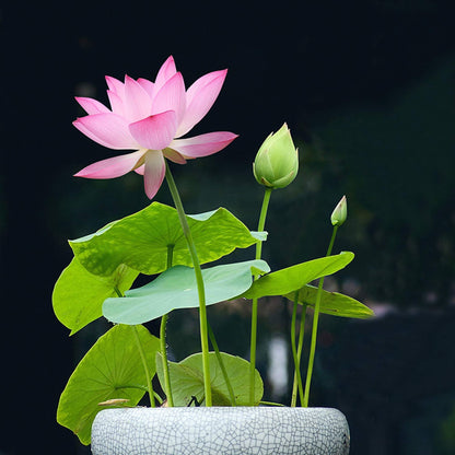 Lotus Water Flowers plants