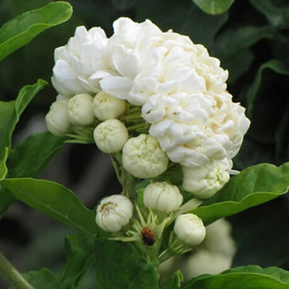 Jasmine Sambac Flowers plant