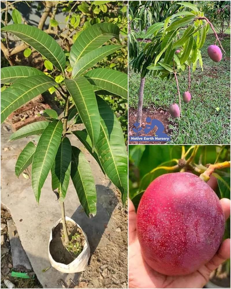 Miyazaki mango Fruit Plant (grafted)