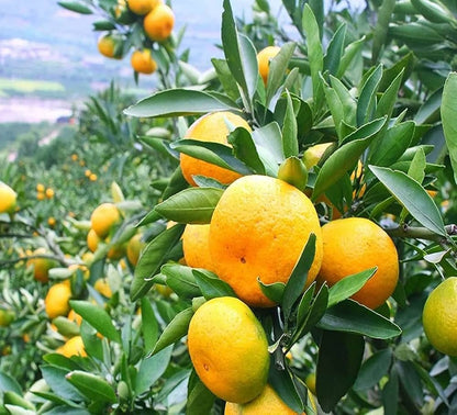 Darjeeling orange FRUIT PLANTS