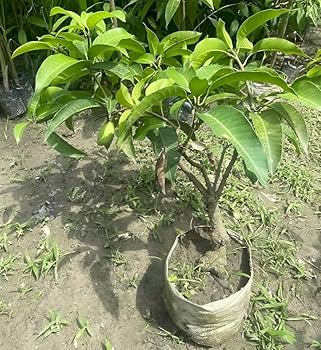 VIETNAM ALL TIME Mango (Grafted) plants