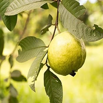 Golden 8 Guava Plant Grafted & Hybrid Plants