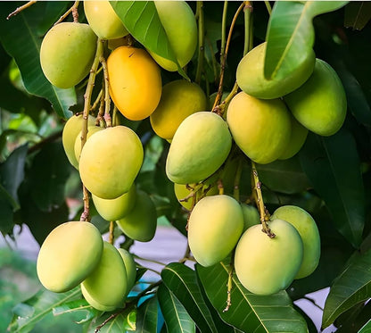 KESAR MANGO (GRAFTED)PLANTES