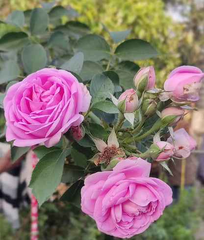 Climbing Rose Pink(Grafted)